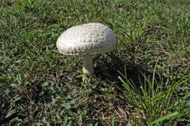 Otların arasında büyüyen bir güzel beyaz mantar.