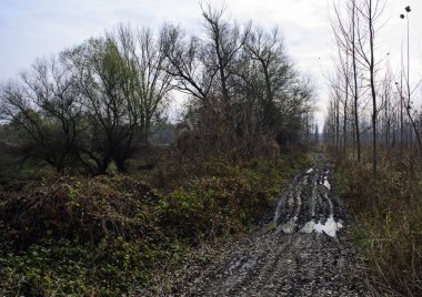 Yolun woods ve çamur.