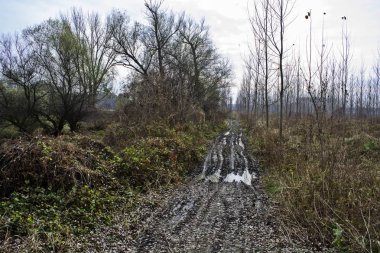 Yolun woods ve çamur.