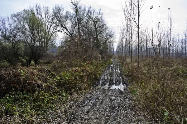 Yolun woods ve çamur.