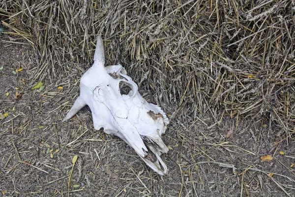 Skulls of cattle in the yard of agricultural ranch.