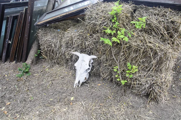 Skulls of cattle in the yard of agricultural ranch.