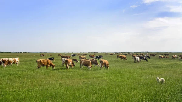 Rebanho Vacas Pastando Prado Enquanto Cão Guarda Descansando Sombra — Fotografia de Stock