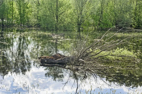 Aspecto Prados Sumergidos Principios Primavera Después Verter Río — Foto de Stock