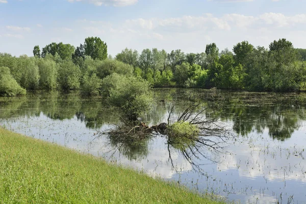 Aspetto Prati Sommersi All Inizio Della Primavera Dopo Aver Versato — Foto Stock