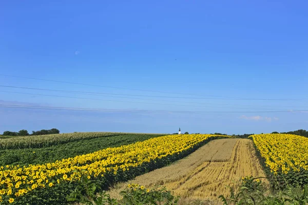 Panorama Matinal Champs Tournesol Céréales Avec Une Église Rurale Loin — Photo