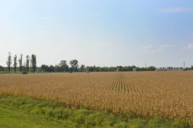 Büyük bitkiler otoyolunun yakınında olgun Mısır ile.