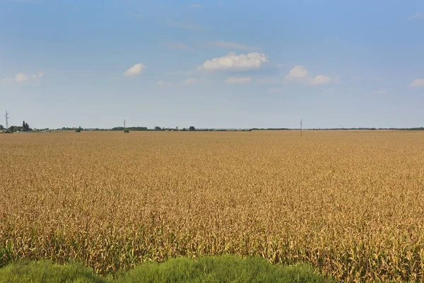 Big Plants Mature Corn Motorway Itself — Stock Photo, Image