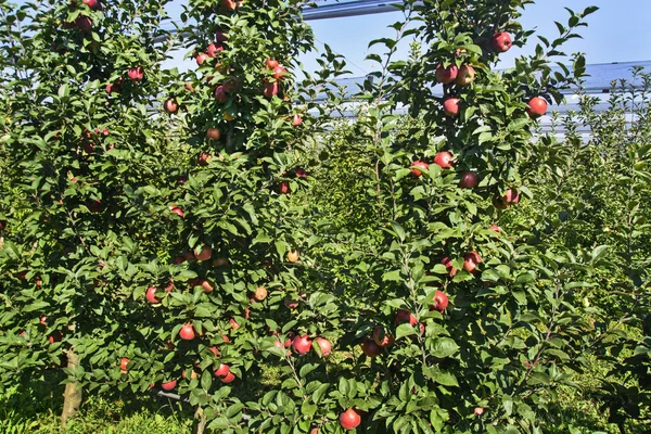 Плантационные яблоки — стоковое фото