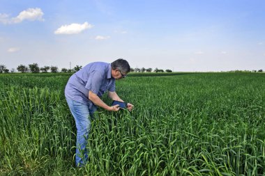 Buğday alanında Ziraat Mühendisi