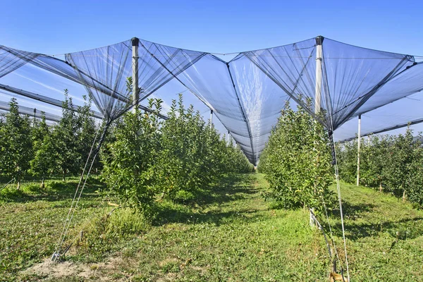 Plantation apples — Stock Photo, Image