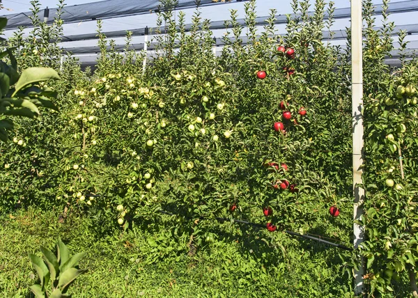 Manzanas de plantación —  Fotos de Stock