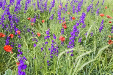 vahşi çayır çiçekler