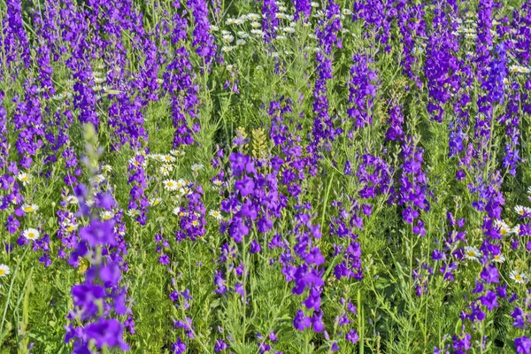 Wiesenblumen — Stockfoto