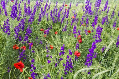 vahşi çayır çiçekler