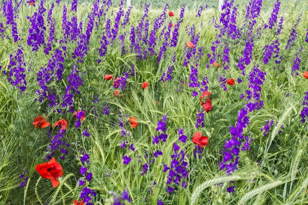 vahşi çayır çiçekler