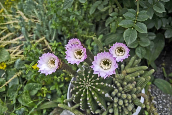 Fiori di cactus in vaso — Foto Stock