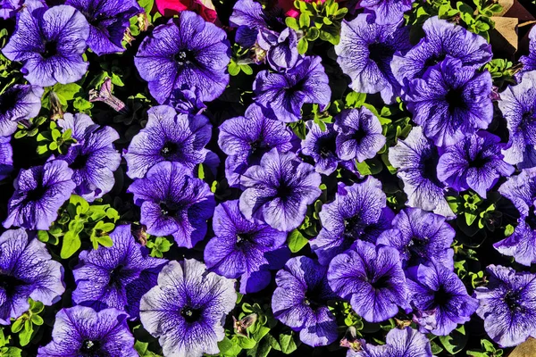 Flores decorativas petunia — Foto de Stock