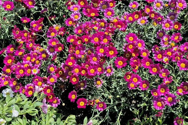 Red aster for sale — Stock Photo, Image