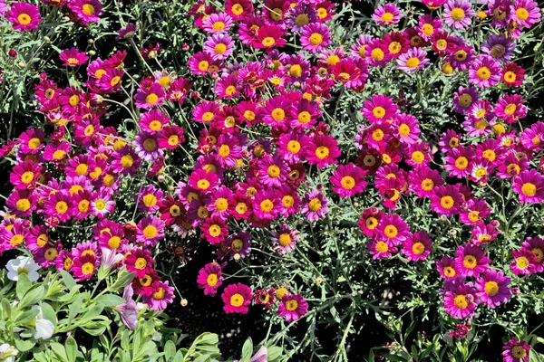 Red aster para venda — Fotografia de Stock