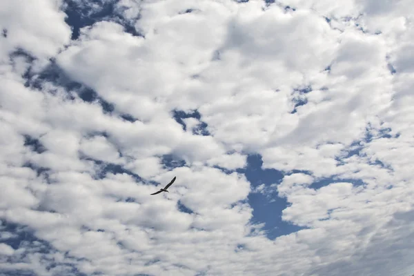 蓝天，云和海鸥 — 图库照片