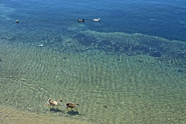 바다의 오리와 거위 — 스톡 사진