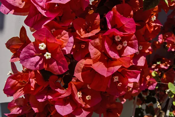 Kırmızı bougainvillea çiçek — Stok fotoğraf