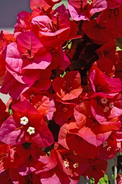 Flores de buganvillas rojas —  Fotos de Stock