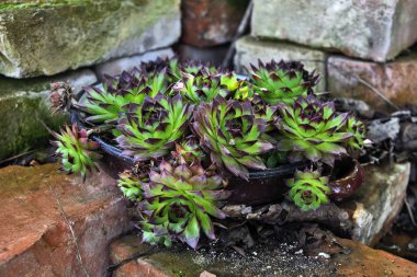 ortak olağanüstüsarı