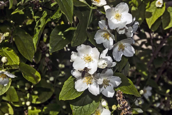 Flores de jazmín con una abeja — Foto de Stock