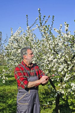 Çiftçi çiçek kiraz analizleri