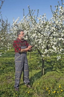 Çiftçi çiçek kiraz analizleri