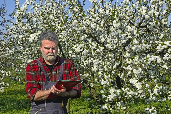 農家は花の桜を分析します — ストック写真