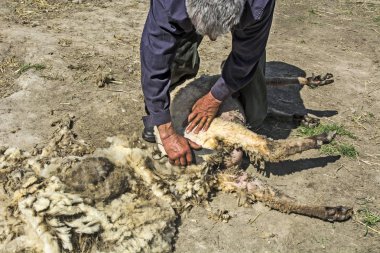 Koyunla bir yün çıkarma