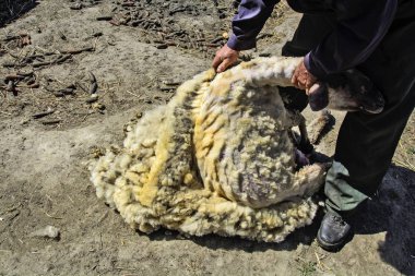 Koyunla bir yün çıkarma