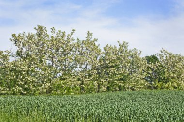 Çiçekli ağaç Robinia pseudoacacia
