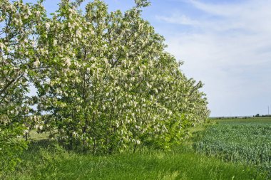 Çiçekli ağaç Robinia pseudoacacia