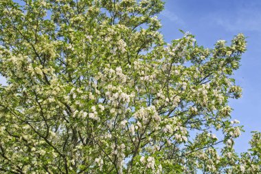 Çiçekli ağaç Robinia pseudoacacia
