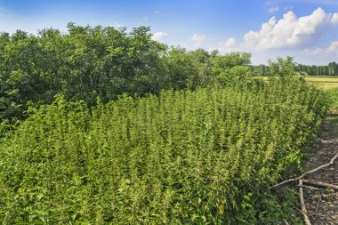 Büyük çalı ısırgan