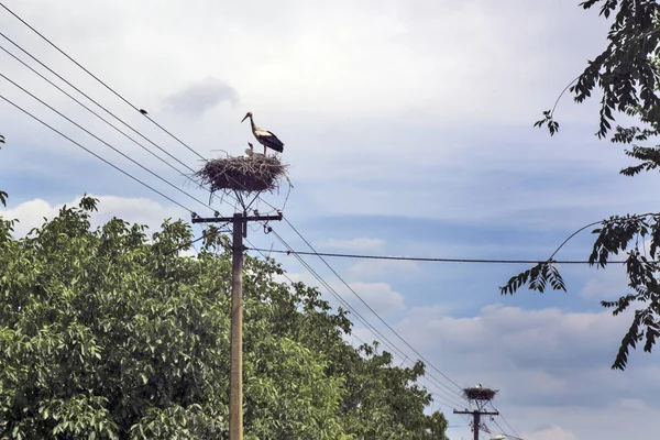 Cigüeña en el nido — Foto de Stock