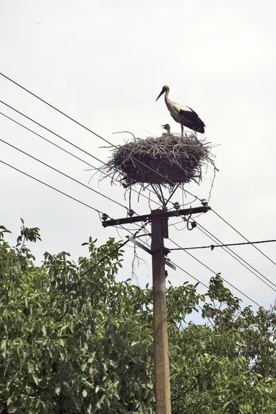 Storch im Nest — Stockfoto