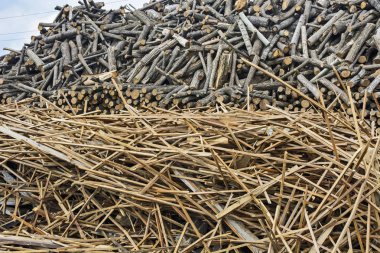 Kalabalığın üzerinde yakacak odun