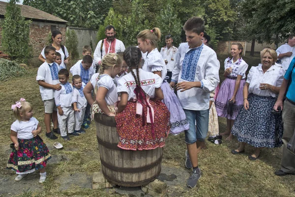 Празднование урожая винограда Обераска Арадац — стоковое фото