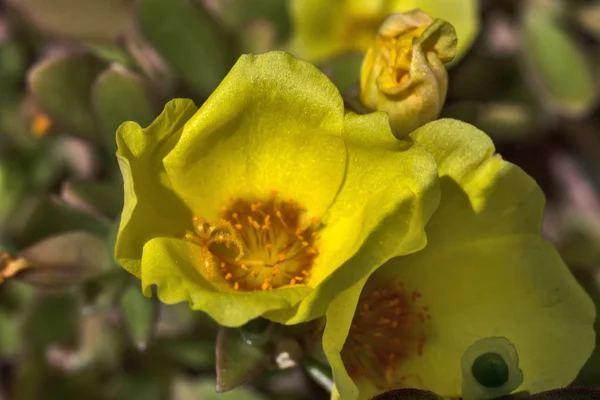 Gula blommor — Stockfoto