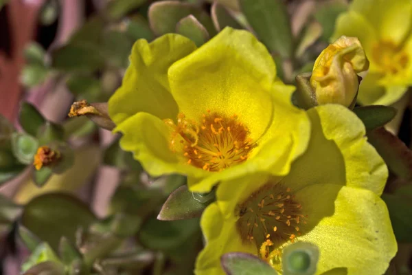 Gula blommor — Stockfoto