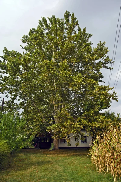 Big Platanum tree