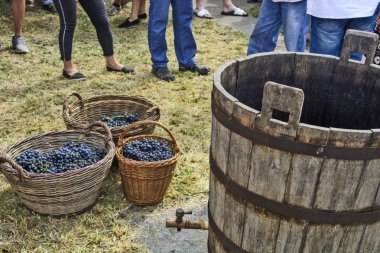 Gerilmeye hazır üzüm