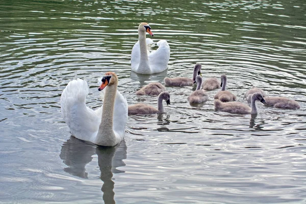 Familia Los Cisnes Nueve Pequeños Cisnes Navegan Contentos Río Voivodina —  Fotos de Stock