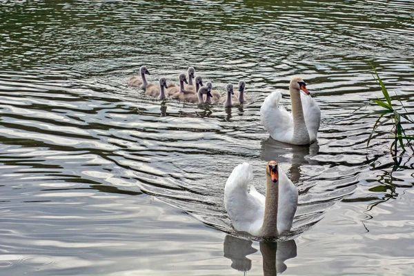 Família Dos Cisnes Nove Pequenos Cisnes Velejam Contentamente Rio Voivodina — Fotografia de Stock