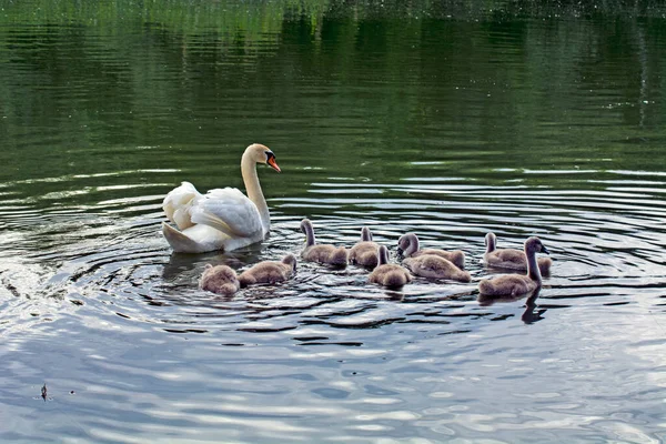 Matka Łabędź Dziewięć Małych Łabędzi Pływają Konsekwentnie Rzece Wojwodinie Mama — Zdjęcie stockowe
